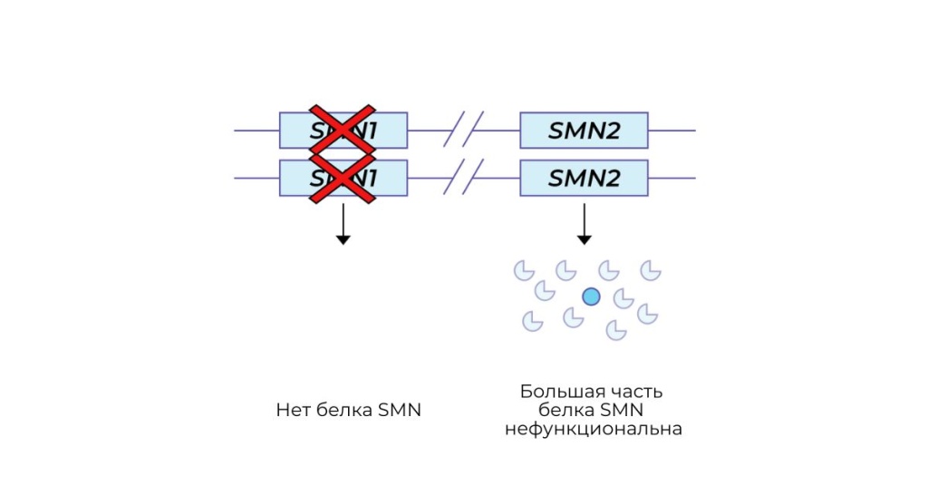 Разница между геном CMN1 и геном CMN2